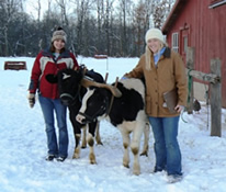 Students with small oxen team at Tillers International