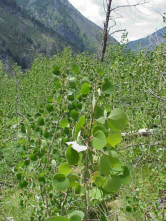 photo of Populus tremuloides regrowth after wildfire