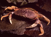 Photo of dungeness crab
