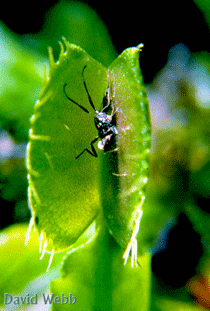 Dionaea muscipula, leaf closeup