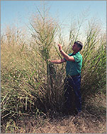 Photo of Switchgrass