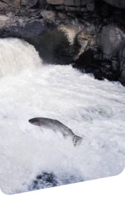 salmon in river