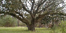 Live Oak at Charles Pinckney NHS