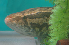 A photo of a Northern Snakehead in a tank.