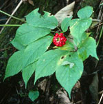 Detail view of a ginseng plant.