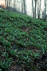 View of a patch of green plants.