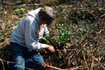 A man digging a green plant out of the ground.
