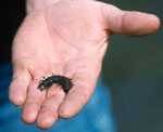 Close-up of a man's hand with a bug in the palm.