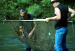 Two men in water, working with a net.
