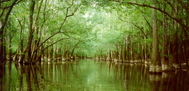 Looking down Cedar Creek