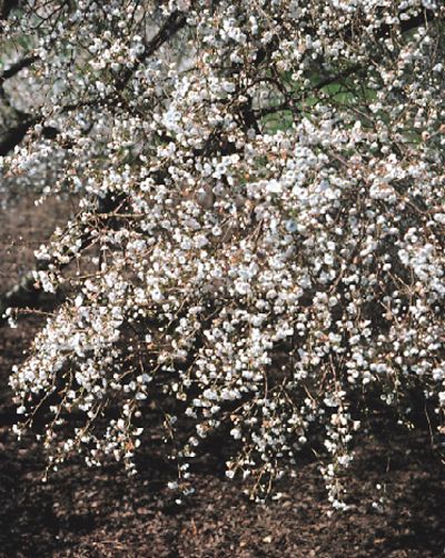 Prunus 'Hally Jolivette'