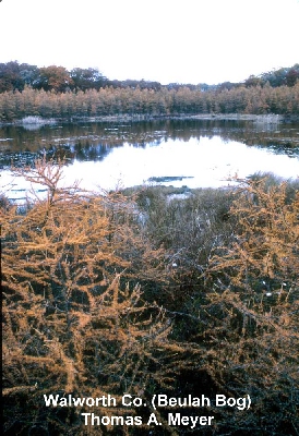 Spring Pond, Langlade Co. (Hogelee 2nd Springs)