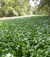 water hyacinth