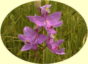 Calopogon tuberosus