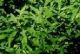 Microstegium vimineum - Japanese Stiltgrass