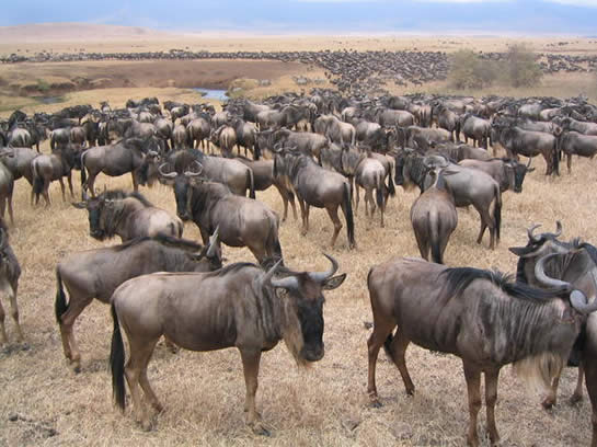 Wildebeasts upon a Tanzanian plain