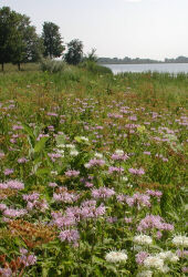 meadow of flowers along edge of lake.