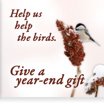 Help us help the birds. Give a year-end gift.