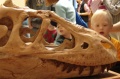 Boy looking at an Albertosaurus skull