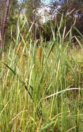Narrow Leaf Cattail, Photo © by Earl J.S. Rook