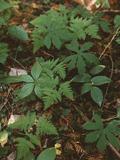 Boreal Carpet