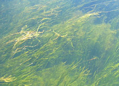 Underwater bay grasses in Susquehanna Flats