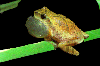 Spring Peeper