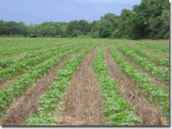 No-till farming