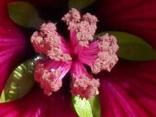 Malope 'Vulcan', flower (detail)