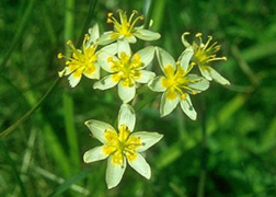 Zygadenus flowering in their natural habitat