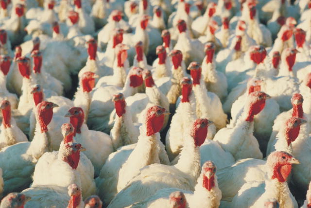 A Photo of domestic turkeys, which are all white, at a turkey farm.