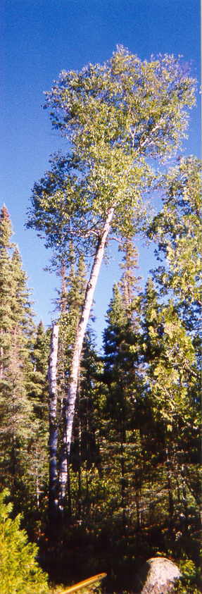 Paper Birch