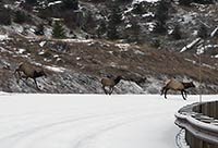 Elk crossing roadway