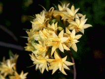 Rhododendron species