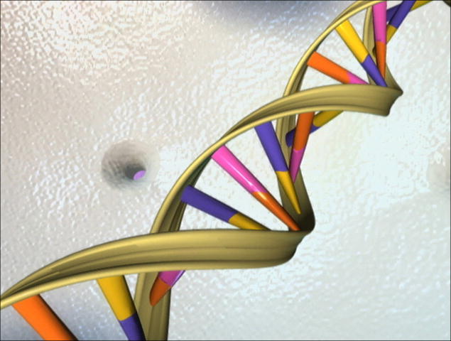 The picture shown is that of a DNA double helix.  DNA, or deoxyribonucleic acid, is the hereditary material in nearly every cell of the human body and most other organisms.  The structure of the DNA is like that of a ladder that has been twisted following a spiral pattern.  Sugar and phosphate molecules form the vertical side pieces of the ladder.  Four different chemical structures combine to make up the ladder’s rungs.  Each sugar, phosphate, and base forms a unit called a nucleotide.  The sequence of the nucleotides determines the genetic makeup of the organism.  