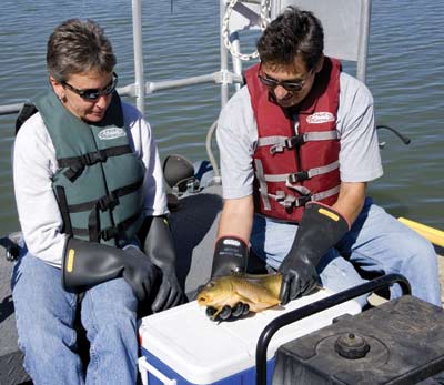 Rhonda Robinson of Ecology and Air Quality, left, and Phil Fresquez of Environmental Data and Analysis prepare a carp from the Abiquiu Reservoir for analysis as part of an environmental survey. Photos by Richard Robinson