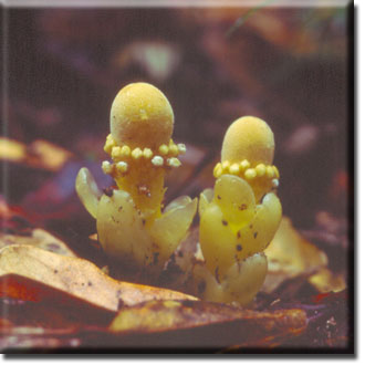 parasitic plants, Balanophora fungosa