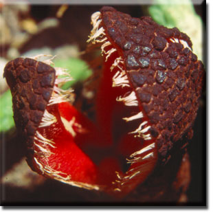 parasitic plants, Hydnora