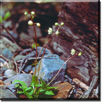 paasitic plants, Pyrola