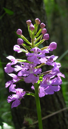 Platanthera grandiflora