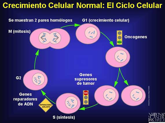 Crecimiento Celular Normal: El Ciclo Celular