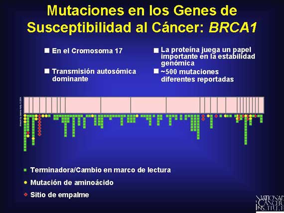 Mutaciones en los Genes de Susceptibilidad al Cáncer: <i>BRCA1</i>
