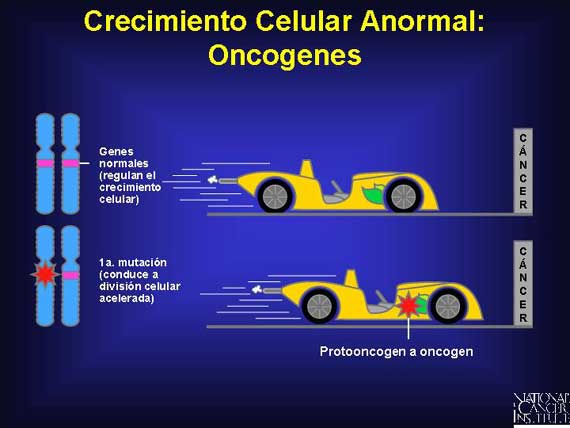 Crecimiento Celular Anormal: Oncogenes