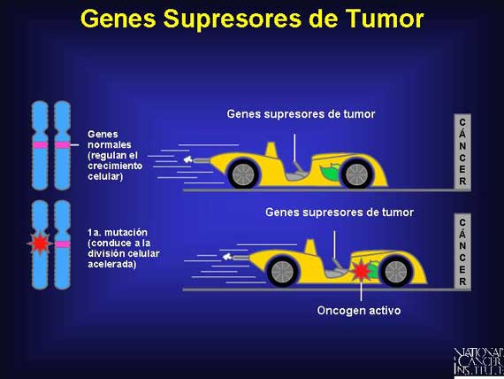 Genes Supresores de Tumor