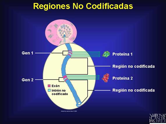 Regiones No Codificadas