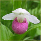 showy lady's-slipper