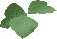 Kudzu Leaf