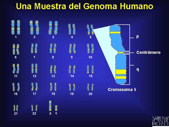 Una Muestra del Genoma Humano