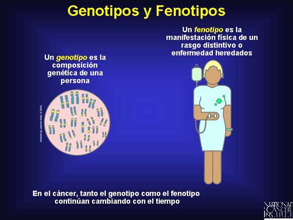 Genotipos y Fenotipos