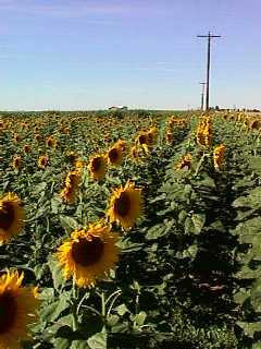 Sunflower Production